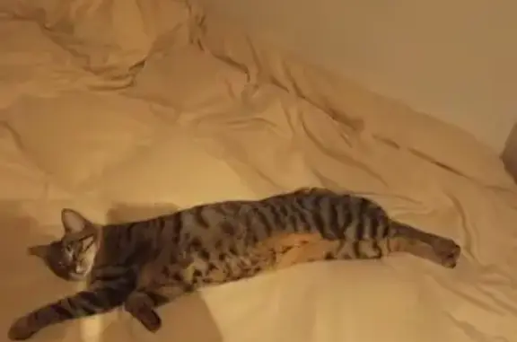 Animaux perdus Nemours, photo: Chat perdu, Rue Claude Debussy, Melun - tigré enceinte