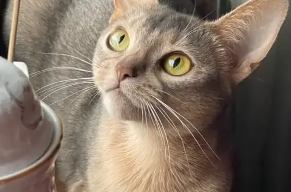 Голуба абісинська , без правої передньої лапки . Пішла вдень гуляти і не повернулась . Її постійне місце проживання - квартира в місці Київі , тому не звикла до цієї місцевості . Але вже неодноразово виходила гуляти і поверталася .