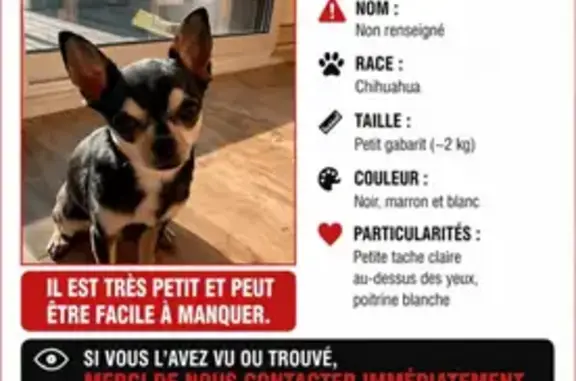 Chien perdu, Goven, Bretagne - femelle chihuahua - photo