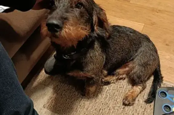 Зникла собака, Очеретувате - охотник, без ошейника - photo