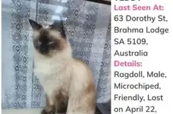 Lost male cat, Salisbury, South Australia - desexed and microchipped - photo