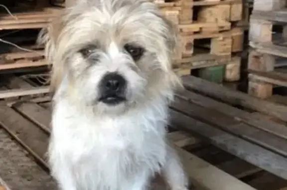 Perdido perro, Calle Julio Ces...