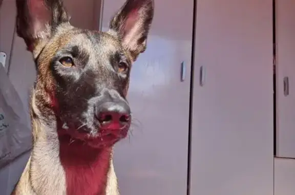 Perdido perro hembra, Santande...