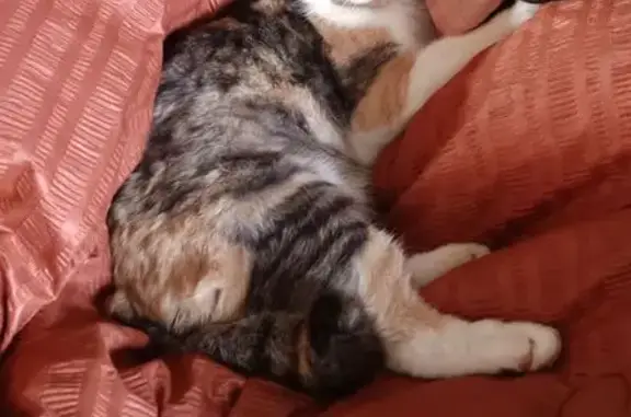 Animaux perdus Moustoir-Ac, photo: Chat perdu, Le Mène, 64, Moustoir-Ac - petite chatte tricolore