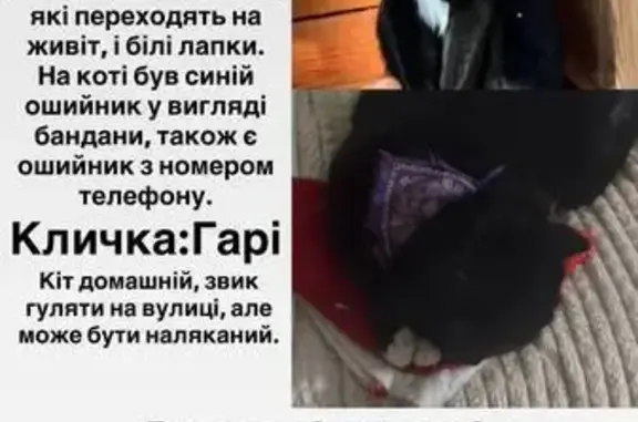 Зникла кішка, вулиця Василя Данилевича, 67, Київ - має білі носочки - photo