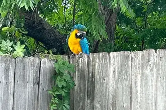 Lost bird, Blossom Lane, Winte...