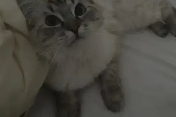 Lost cat, Castle Hill, Sydney - female with pink collar - photo