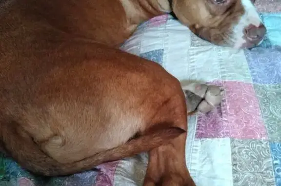 Lost dog, Goat Hollow Road, Center Valley - Ruby-red amstaff and Jax-Jack Russell mix - photo