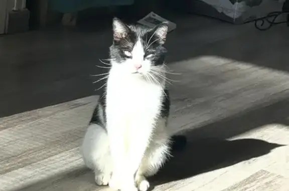 Animaux perdus Paris, photo: Chat perdu, Rue de Robien, Binic-Étables-sur-Mer - noir et blanc
