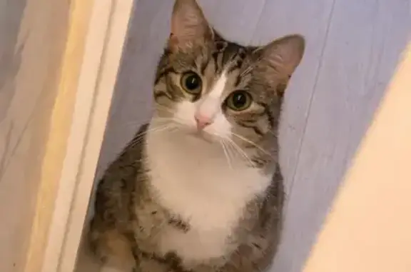 Chat perdu, Rue du Capus, Saverdun - femelle tigrée et blanche - photo