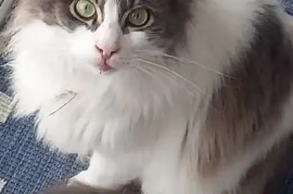 Chat perdu, Châteaurenard, photo: Chat perdu, Rue Charles Rieu, Châteaurenard - grise et blanche, yeux verts