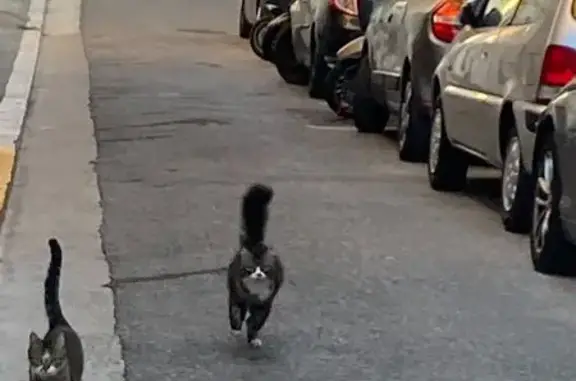 Chat perdu, Rue Chaix, Marseille - tigre européen gris - photo