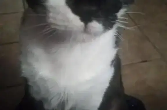 Lost cat, Woody Avenue, 1418, Louisville - male with a blue collar - photo