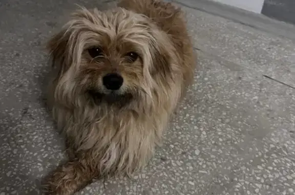 Знайшовся песик, хлопчик, дуже добрий.. Розгублений не вміє переходити через дорогу! Контактний!