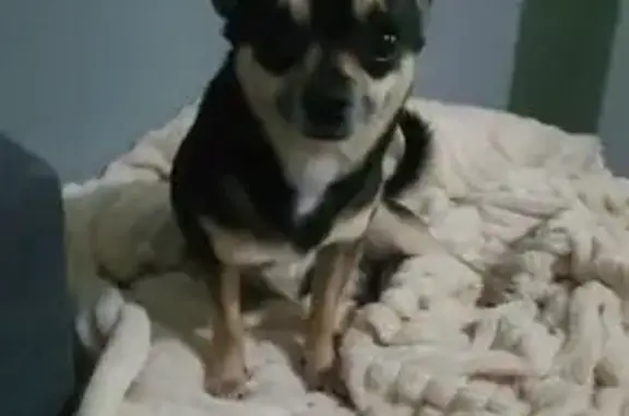 Perdido perro macho, Calle Esc...