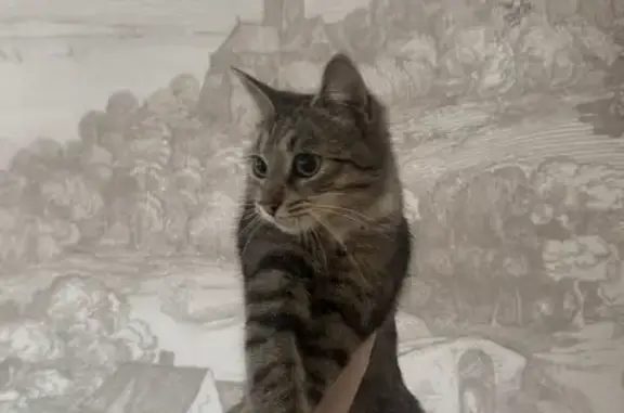 Швидше за все кастрований котик десь підліткового віку Ручний, перелякано мявкав і сам забіг додому. Ошийника немає Локація - початок Солонки (від Кінг Кросу)