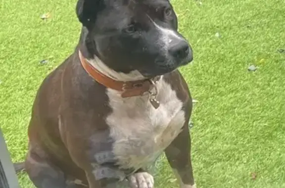 Chien perdu, Grand Rue, Jaunay-Marigny - taille moyenne, noir et blanc - photo