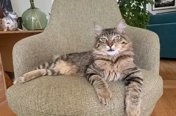 Animaux perdus Grenoble, photo: Chat perdu, Rue du Petit Clos, Plappeville - très sociable