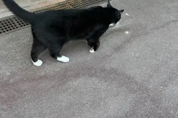 Animaux trouvés La Baule-Escoublac, photo: Chat trouvé, Avenue Louis Lajarrige, La Baule-Escoublac