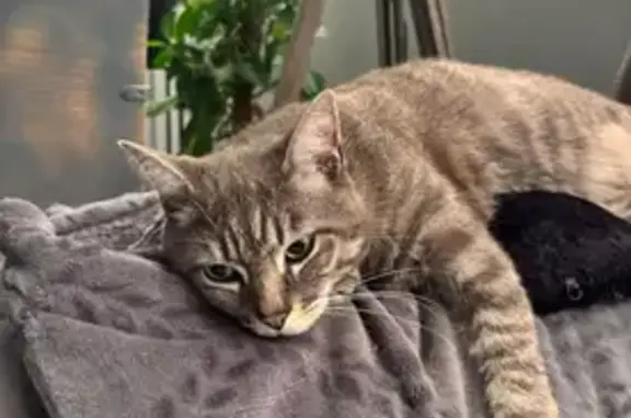 Chat perdu, Rue de la Vigne, Tourcoing - yeux vert clair - photo