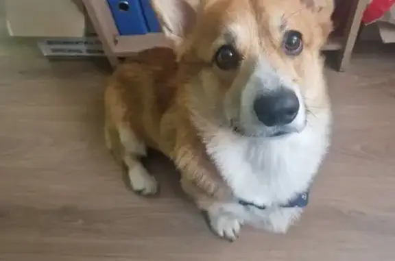 Зникла собака, вулиця Левада, Узин - рудо-білий бобтейл без хвостика - photo