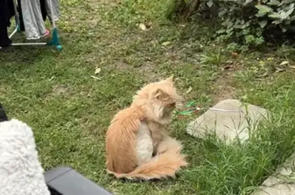 Chat perdu, Rue Périnot, Bordeaux - femelle crème à poils rasés - photo