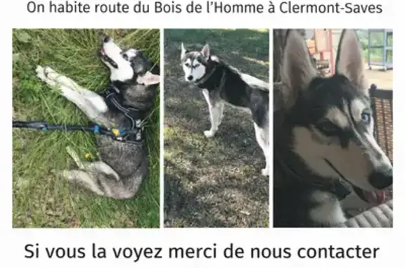 Chien disparu Fille, L'Isle-Jourdain (fl591306) - photo