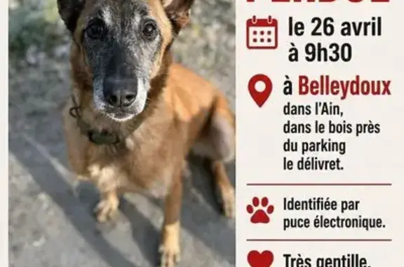 Animaux perdus Arbent, photo: Chien perdu, Route de Belle Voete, 351, Belleydoux, Arbent - beige doré avec masque noir