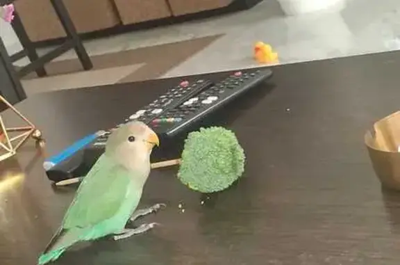 Perdida ave, Calle Canónigo, Dos Hermanas, Sevilla - inseparable verde de 3 meses - photo