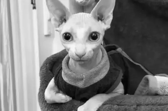 Gato Esfinge, sin pelo. Con Chip. Se ha escapado sobre las 4 de la tarde de casa