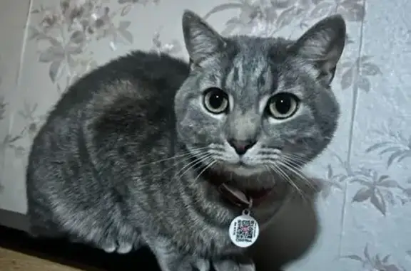 Зникла кішка, вулиця Євгена Коновальця, 255, Івано-Франківськ - сірий полосатий з червоним ошийником - photo