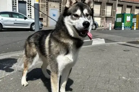 Chien trouvé Dunkerque, photo: Chien trouvé, Place du Minck, Dunkerque - chien très sociable