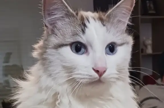 Animaux perdus Gourdon, photo: Chat perdu, Route du Mont Saint-Jean, Séreilhac - Mew, chat blanc aux yeux bleus