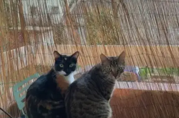 Chat perdu, Villeurbanne, photo: Chat perdu, Rue du 4 Août 1789, Villeurbanne - femelle noire rousse blanche