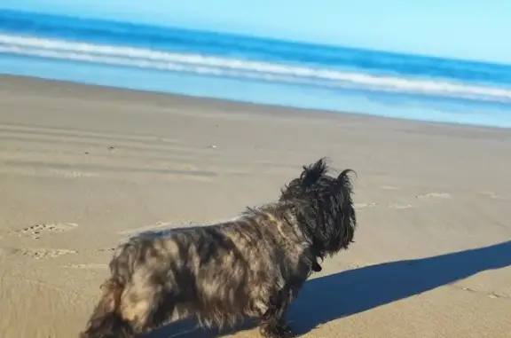 Chien perdu, Passage du Saumon, Saint-Georges-sur-Cher - femelle cairn terrier grise et noire - photo
