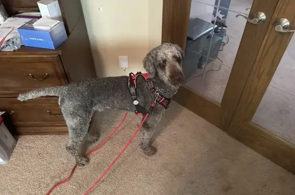 Found dog Midwest City, photo: Found dog, Elizabeth Drive, Midwest City