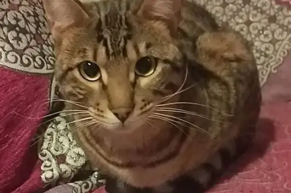 Animaux perdus Schiltigheim, photo: Chat perdu, Schiltigheim, Lyon