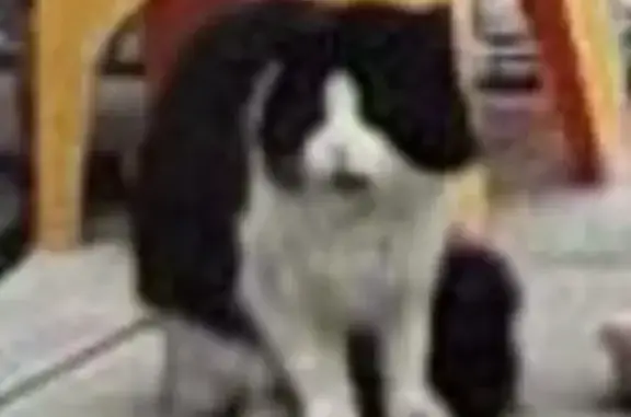 Found cat Childwall, photo: Found cat, Thingwall Avenue, Liverpool - black and white with thick tail