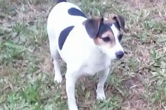 Chien disparu Garçon, Brive-la-Gaillarde (fl591334) - photo