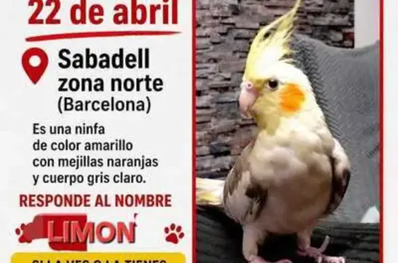 Ave perdida, Carrer dels Andes, Sabadell - ninfa amarilla perlada - photo