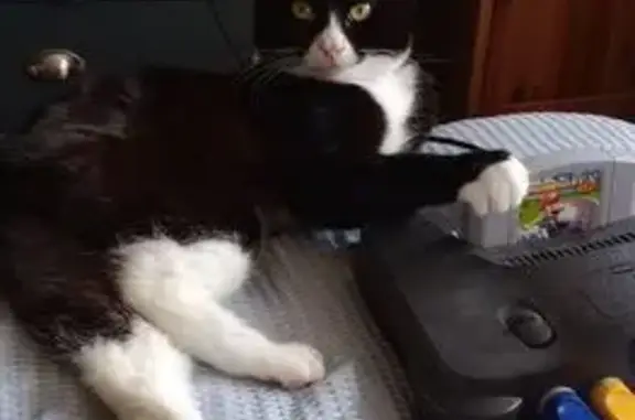 Lost male cat, Oval Road North, Dagenham - black and white, indoor - photo