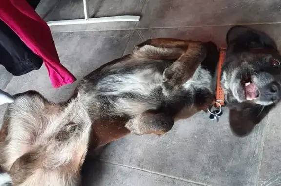 Chien perdu, La Salvetat-sur-Agout, Occitanie - mâle - photo