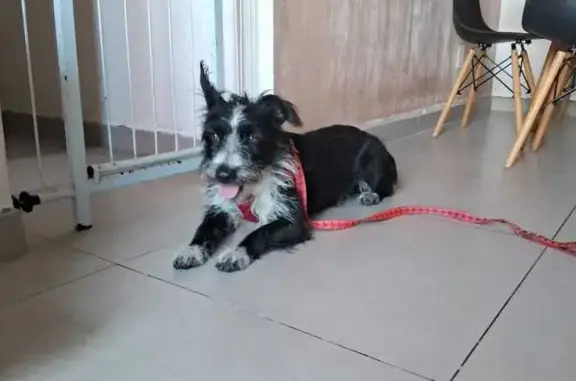 Cachorro encontrado Macho (brf...