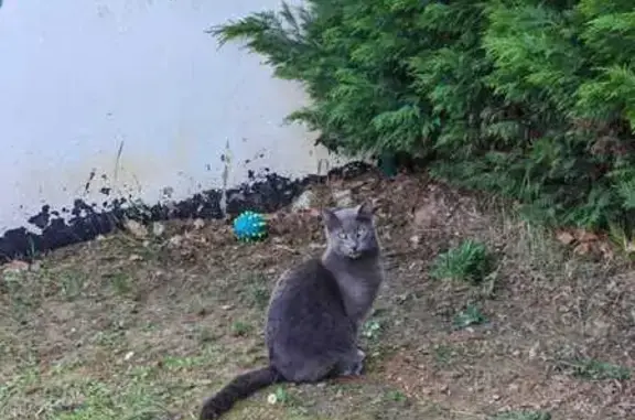 Chat perdu, Cornebarrieu, photo: Chat perdu, Square de l'Aquilon, Cornebarrieu - queue rayée et tâche à l'œil