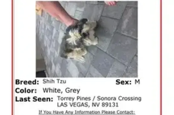 Found dog Las Vegas, photo: Found dog, Sonora Crossing Avenue, Las Vegas
