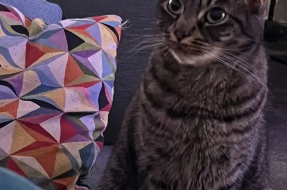 Lost female cat, Duffield Road, Manchester - small, shy tabby - photo