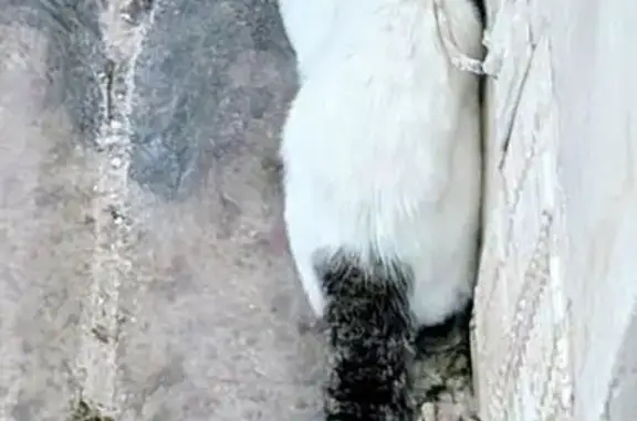 Gato encontrado Palma, foto: Encontrado gato, Palma, Islas Baleares