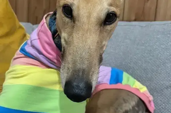 Lost dog, Pakenham Road, 375, Cardinia, Pakenham - female greyhound - photo