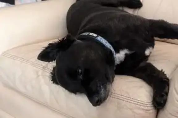 Lost pets Melbourne, photo: Lost male dog, Knox City, Melbourne