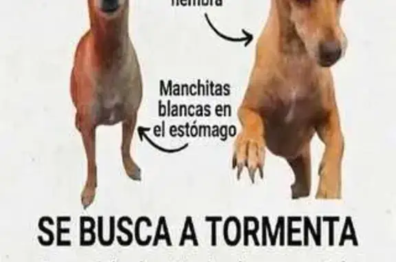 Perdido perro hembra, Calle Morelos, Puebla de Zaragoza - photo